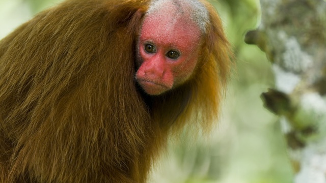 Uakari: Secrets of the English Monkey