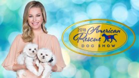 2018 American Rescue Dog Show