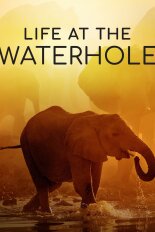 Life at the Waterhole