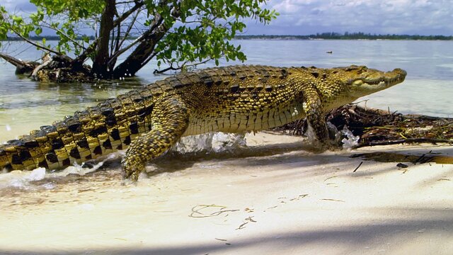 Wild Caribbean: Rhythms of Life