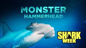 Monster Hammerhead