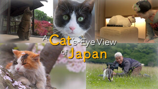 A Cat's-Eye View of Japan