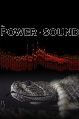 The Power of Sound