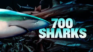 700 Sharks