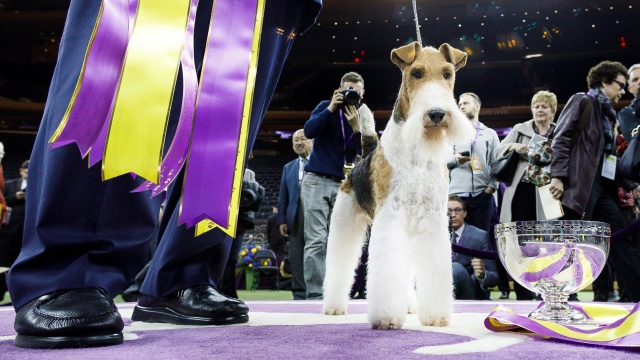 148th Westminster Kennel Club Dog Show