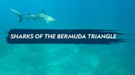 Sharks of the Bermuda Triangle