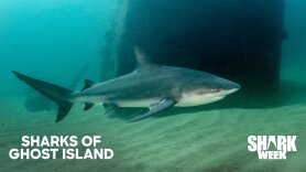 Sharks of Ghost Island