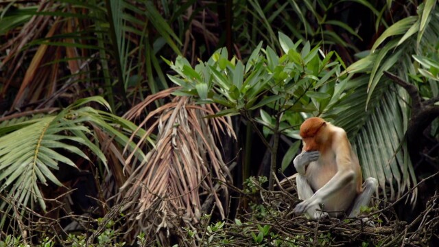 The Magic of Mangroves