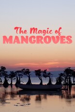 The Magic of Mangroves