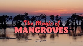 The Magic of Mangroves