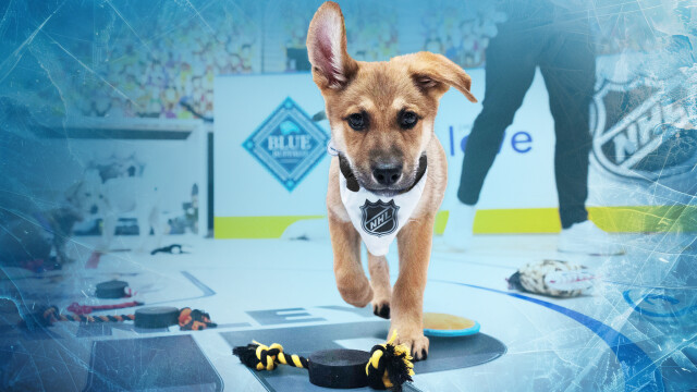 Stanley Pup