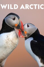 Wild Arctic