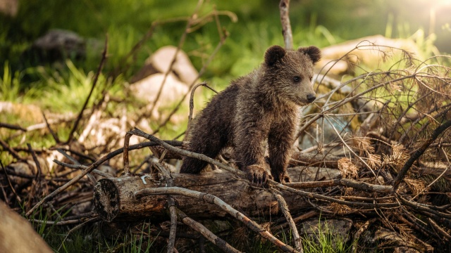 On Grizzly Ground