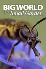 Big World In A Small Garden