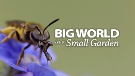 Big World In A Small Garden