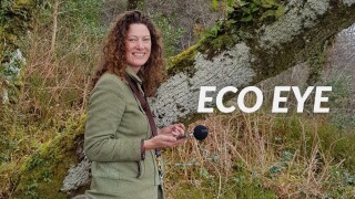 Eco Eye