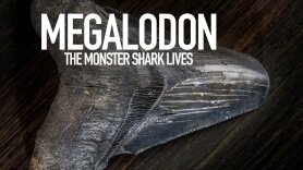 Megalodon: The Monster Shark Lives