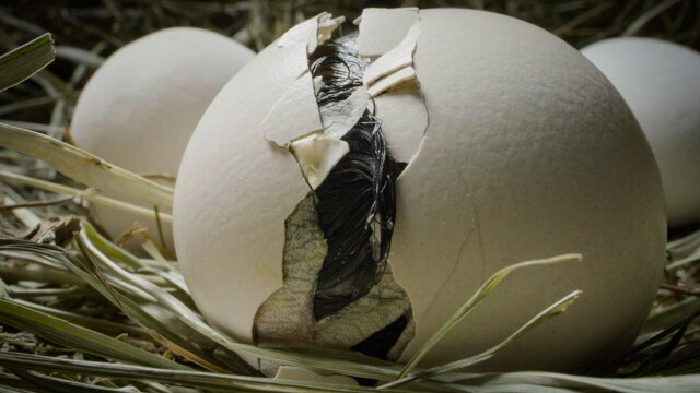 The egg: Bursting into life