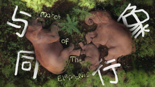 March of the Elephants