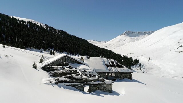 Wild Faces of Switzerland