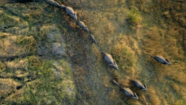 Migrations: Herds on the Move
