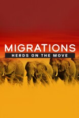 Migrations: Herds on the Move
