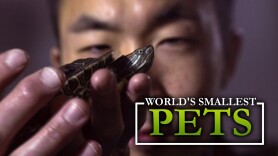 World's Smallest Pets