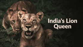 India's Lion Queen