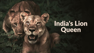 India's Lion Queen