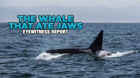 The Whale That Ate Jaws: Eyewitness Report