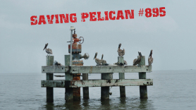 Saving Pelican 895