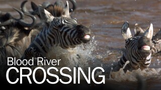 Blood River Crossing