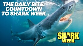 The Daily Bite: Countdown to Shark Week