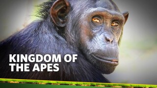 Kingdom of the Apes