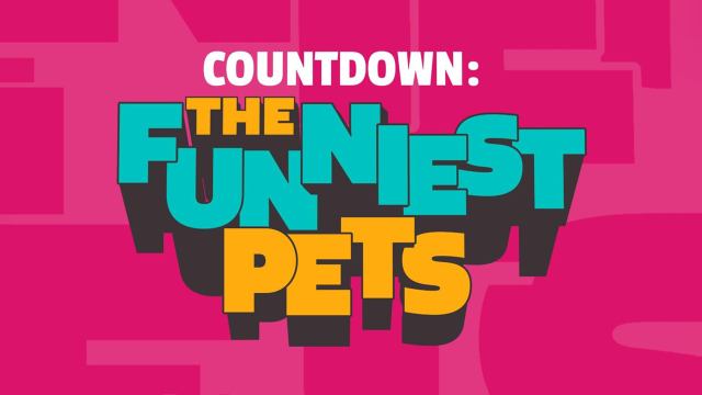 Countdown - The Funniest Pets