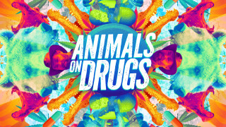 Animals on Drugs