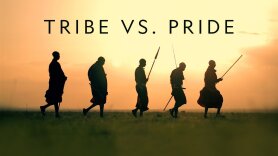 Tribe vs. Pride