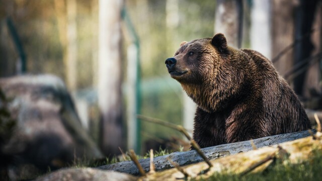 Bears of the Karawank Mountains