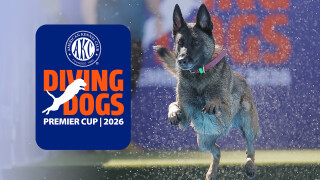 2026 AKC Diving Dogs Premier Cup
