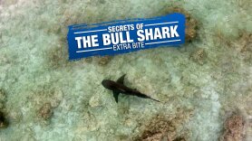 Secrets of the Bull Shark: Extra Bite