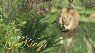 Return of the Lion Kings