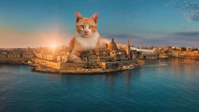 Cats of Malta