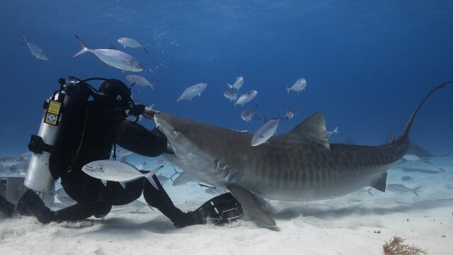 Man vs. Shark