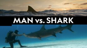 Man vs. Shark