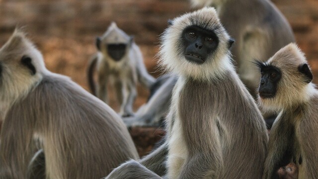 Monkey Island