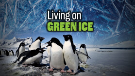 Living on Green Ice