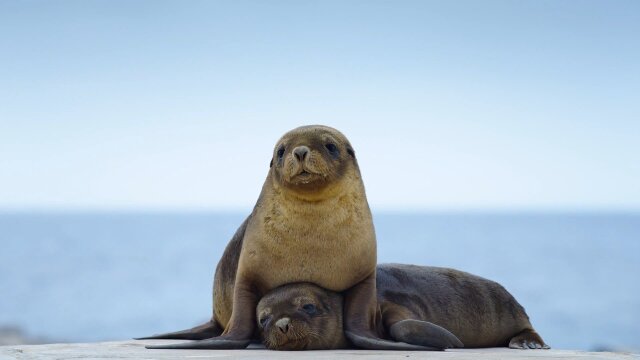 Sea Lions: Life by a Whisker