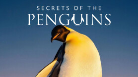 Secrets of the Penguins