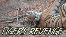 Tiger's Revenge