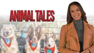 Animal Tales